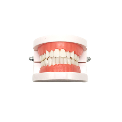 Modelo de diente Aparato funcional dental Enseñanza Dentadura Modelo oral