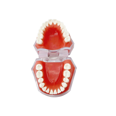 Materiales dentales Modelos de dientes desmontables Aprendiendo a practicar la extracción de dientes