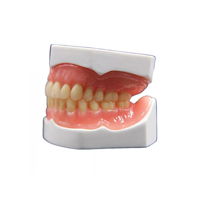 Corona dental de la circona realista de la forma que fabrica el modelo de la dentadura 3D