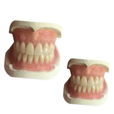 La leva dental 3D de goma del laboratorio de la dentadura del cad imprimió la sombra de Natrural de la corona del diente